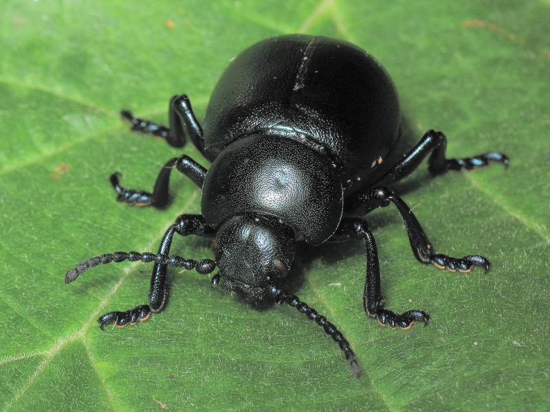 Timarcha tenebricosa (Fabricius, 1775)